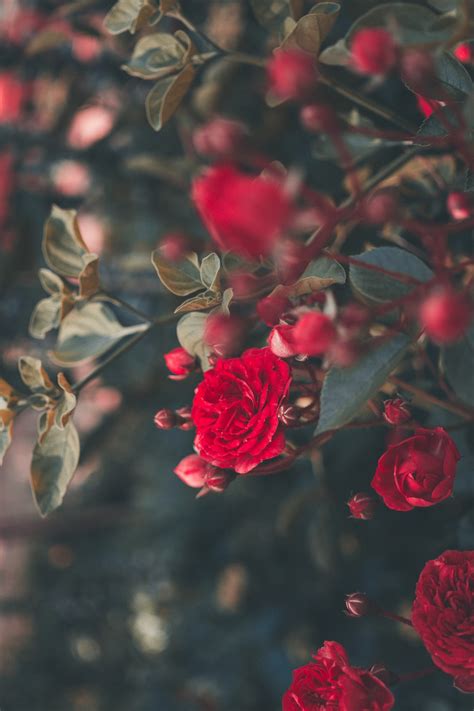 27 Roses Images Download Free Images On Unsplash