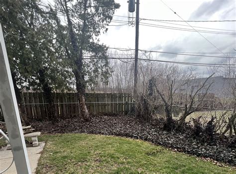 Removing English ivy : r/landscaping