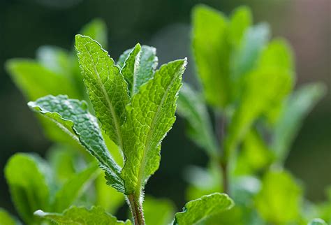 Fresh Mint Tea - Framed Cooks