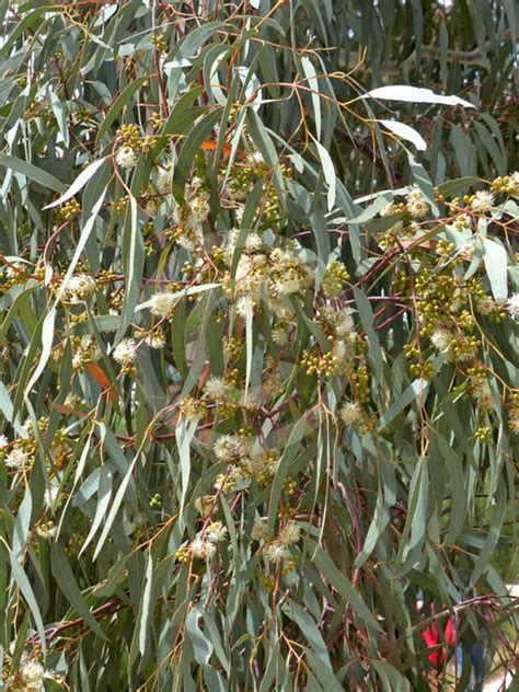 Eucalyptus Mannifera Mannifera Brittle Gum Manna Gum Red Spotted