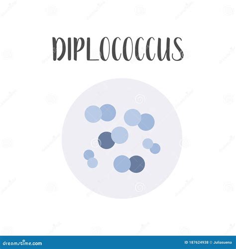 Gram Negative Diplococci Bacteria