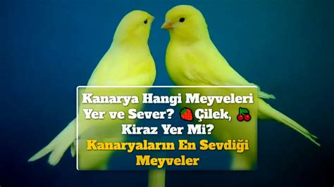 Kanarya Hangi Meyveleri Yer Ve Sever Ilek Kiraz Yer Mi Kanaryalar N