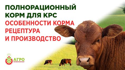 Корма для КРС. Особенность кормов и производство на примере готовой ...