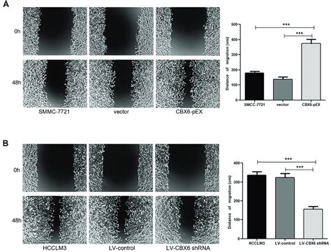 Cbx6 Promoted Hcc Cell Migration A Smmc 7721 Cells Transfected With