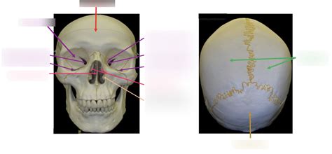 Axial skeleton: Skull 2 Diagram | Quizlet