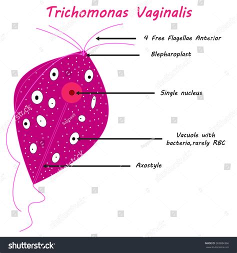 Trichomonas Vaginalis Parasitic Microscope Stock Vector 30800 Hot Sex