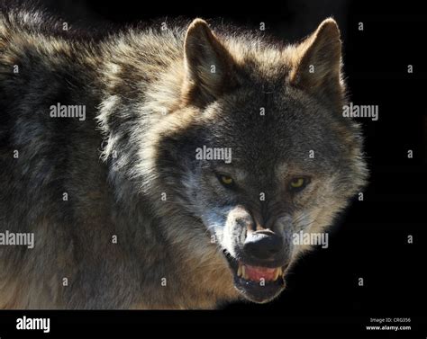 Vicious teeth hi-res stock photography and images - Alamy