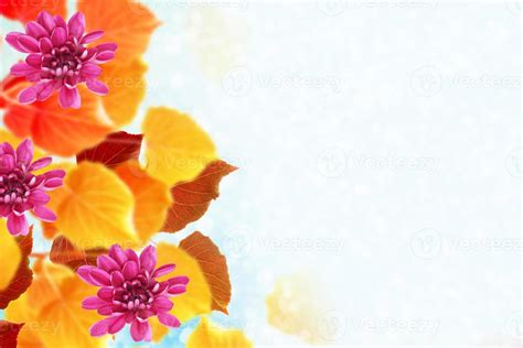 bright colorful foliage. Indian summer. 9306365 Stock Photo at Vecteezy