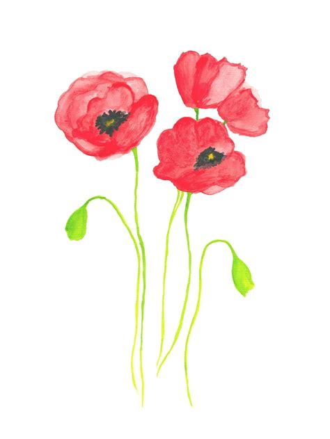 Weiche Rote Mohn Aquarell Digitaldruck Botanische Aquarell Etsy