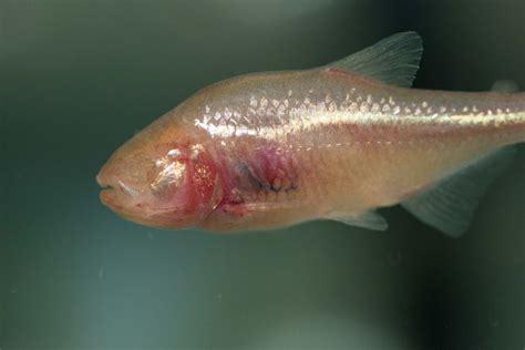 Bagaimana Ikan Cavefish Yang Buta Ini Dapat Temukan Jalan Di Kegelapan