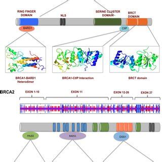 BRCA1 and BRCA2 interact with numerous proteins via their multiple ... 