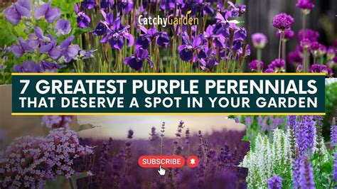 Greatest Purple Perennials That Deserve A Spot In Your Garden