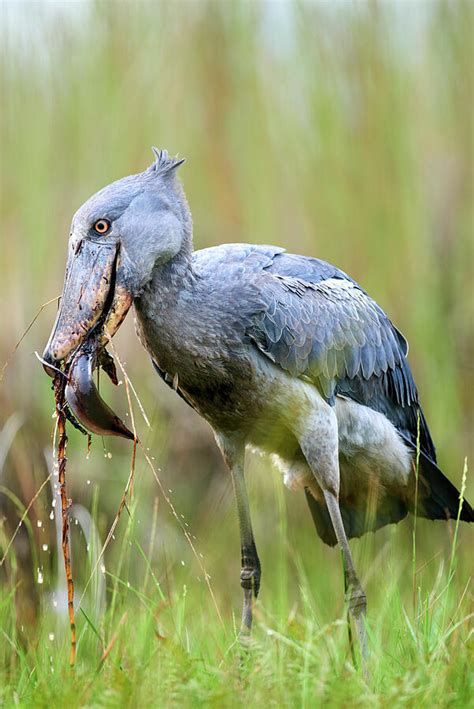 Shoebill Stork Feeding On A Spotted African Lungfish In The 8