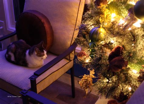 Cats And Christmas Trees Keep Your Cat Safe The Tiniest Tiger