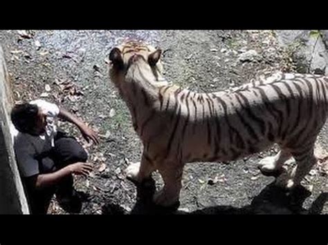 Tigre Blanco Ataca y mata a un hombre en zoológico de la India Nueva