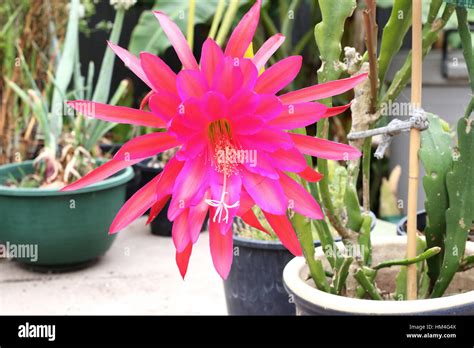 Close Up Of Epiphyllum Ackermannii Orchid Cactus Blooming Flowers