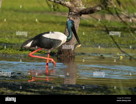 Black Necked Stork Ephippiorhynchus Asiaticus Female Jabiru With A