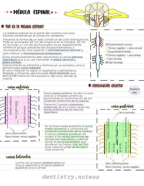 Médula Espinal Dentistry Notess Udocz