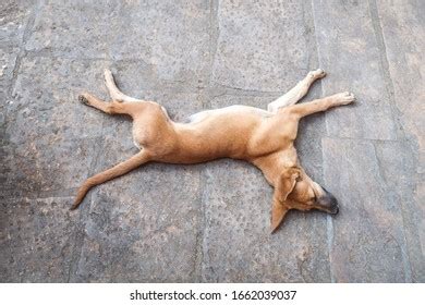 Dog Stretching While Sleep On Road Stock Photo 1662039037 | Shutterstock