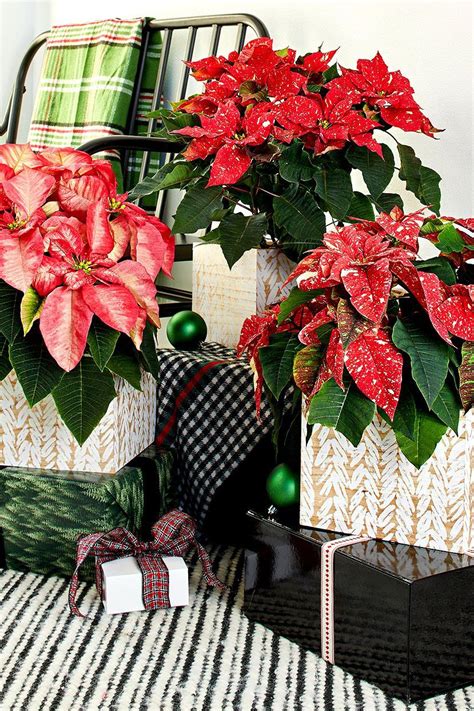 16 Pretty Ways To Display Poinsettias Throughout Your Home Christmas