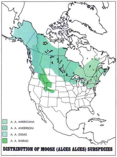 Of Deer Elk And Moose Antlers Mother Earth News