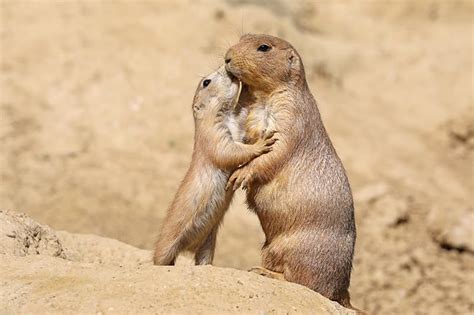 Prairie Dog Facts For Kids The Facts Vault