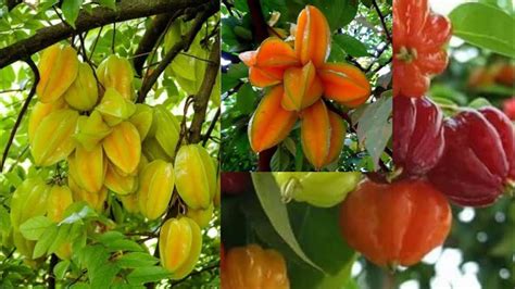 How To Grow Star Fruit Get More Effective And Beautiful Youtube