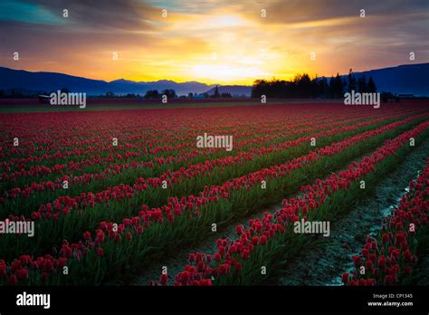 Tulip Fields At Sunrise In Skagit Valley In Mount Vernon Washington