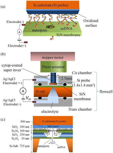 Schematic Representation Of Immobilizing The Dna Strands On A Probe And Download Scientific