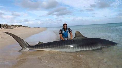 Two Massive Sharks Caught Off Beach Tracking Sharks