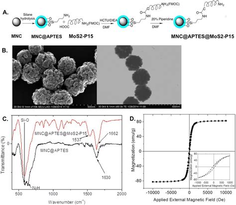 Synthesis And Characterization Of Magnetic Nanoclusters Coated With