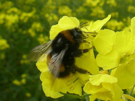 Neonic Pesticides Threaten Wild Bees’ Breeding: Study - U of G News