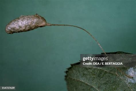 Lacewing Eggs Photos and Premium High Res Pictures - Getty Images