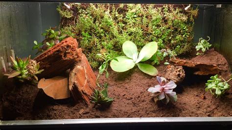 Leopard Gecko Vivarium Setup