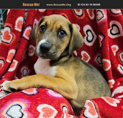 Adopt Basset Hound Rescue Panama City Fl