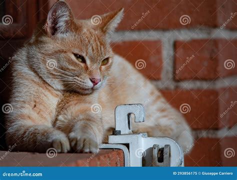 Light Brown Brindle Mediterranean Cat On A Brick Windowsill Stock Image