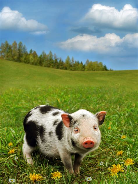 Pigs Fly In Pigeon Forge Niedliche Ferkel Haustier Schweine Baby