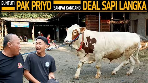 Pemuda Ini Nekat Buntuti Pak Priyo Sampai Kandang Demi Sapi Unik Langka