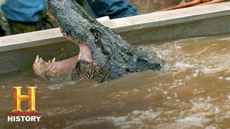 Swamp People Troys Giant Gator Catch Ends The Hunt Season 8