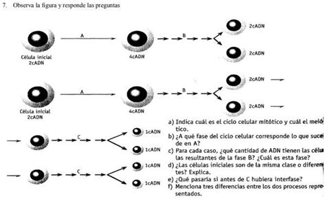 Solved Pueden Colaborar Con La Causa Observa La Figura Responde Las