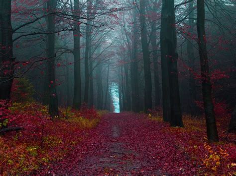 The Black Forest | Germany | World For Travel