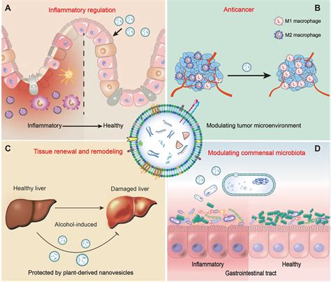 Frontiers Plant Derived Nanovesicles A Novel Form Of Nanomedicine