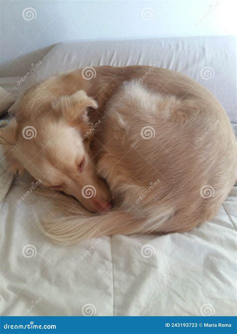 Cute sleeping dog stock image. Image of animal, textile - 243193723