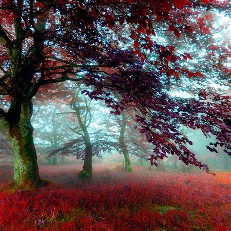 Red Autumn Forest | Scenery wallpaper, Autumn scenery, Scenery