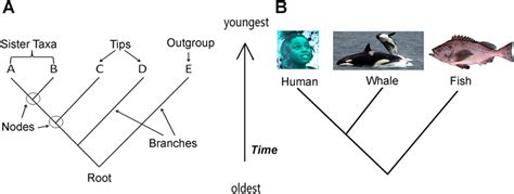 Evolutionary Tree Examples Used In Lab A The Structures Of An