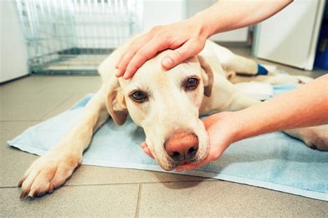 Canine Influenza Virus Symptoms Causes Treatment Activebeat