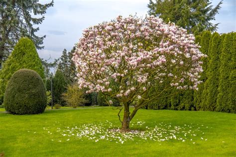 Beautiful Purple Magnolia Tree Called `big Dude` Stock Image - Image of ...