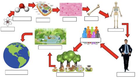 Organisationsebenen Der Lebewesen Diagram Quizlet