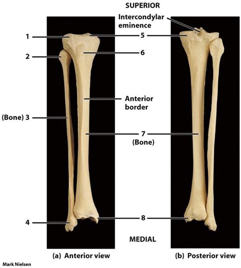 Tibia Fibula Diagram Quizlet