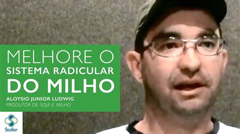 Comparativo Mostrou Que Stimulate Melhora Sistema Radicular Do Milho